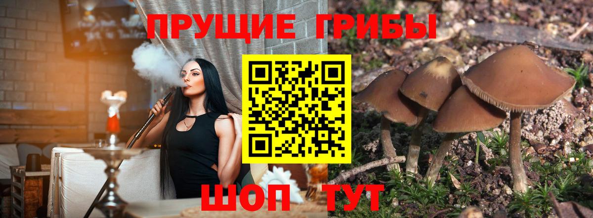 Новодвинск  Галлюциногенные грибы Psilocybine cubensis  Вход с VPN 